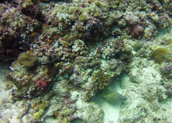 Aqua Unique naar de Bahama’s voor behoud van koraal